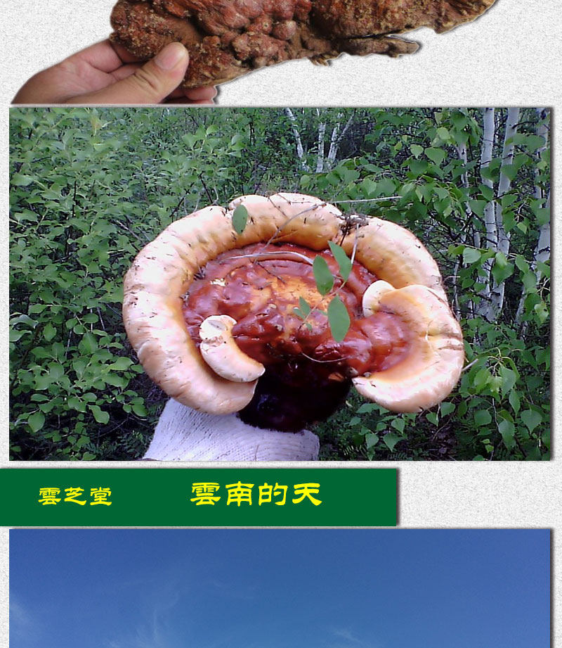 Описание Ganoderma 1_06
