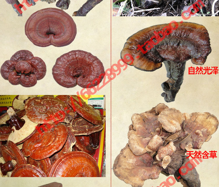 Ganoderma description_02