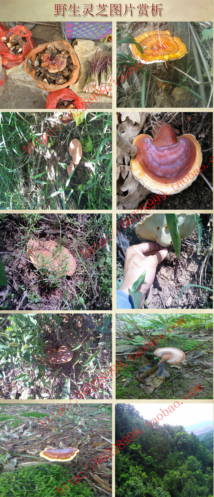 Ганодерма Описание 2