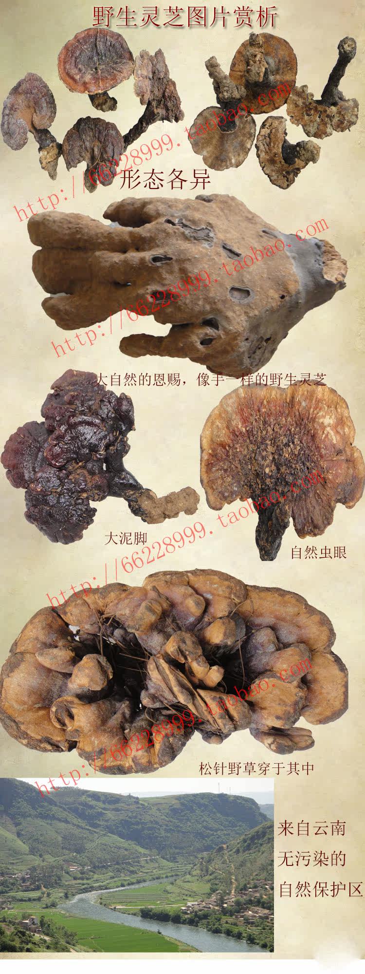 Ганодерма Описание 1