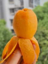 Sichuan Big Five Star Farmhouse Loquats are naturally mature and freshly harvested.