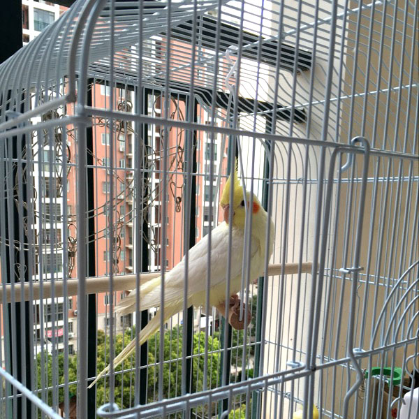 Yuedi Parrot Đồ chơi Nhẫn Rắn Gỗ Vẹt Lồng Xoay Câu đố Chim Đồ chơi Gỗ Đu - Chim & Chăm sóc chim Supplies lồng lực chào mào