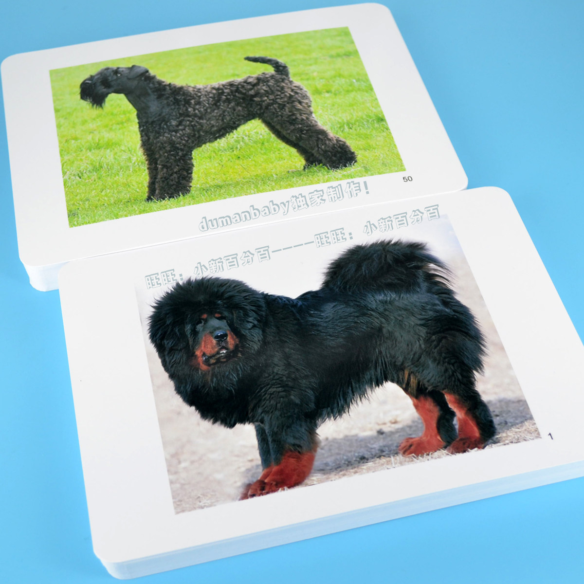 Famous Dogs Cards Early Teaching Flashcards Durman Ideas Seven Fields Type Right Brain Animal Encyclopedia Cards Baby Boy Puzzle Toys