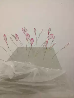 Dongfang flower crystal flower bread flower paper flower material universal flower arrangement dry flower mud