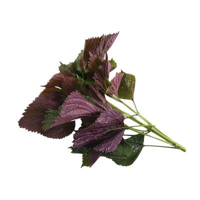 250g fresh Perilla leaves with stems, fresh edible lobster, fish, shrimp and crab seasoning