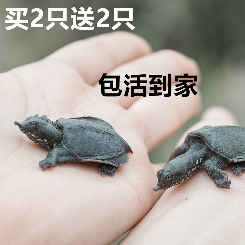 (4 live)Live little turtle Little son of a bitch Wood louse Pet turtle Fish tank turtle Indoor ornamental turtle Turtle pet feed
