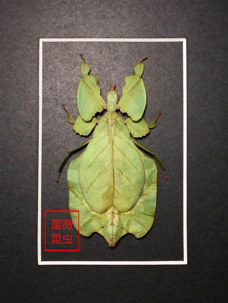 蔷薇昆虫部落进口真蝴蝶标本欧式画框甲虫标本 树叶虫 特价优惠 标本 甲虫 画框 昆虫 蔷薇途虎网 蔷薇昆虫部落进口真蝴蝶标本欧式画框甲虫标本 树叶虫 特价优惠 标本 甲虫 画框 昆虫 蔷薇途虎网