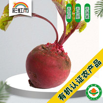 Rainbow rain organic farm fresh organic vegetable red root beet root 500G Beet Head