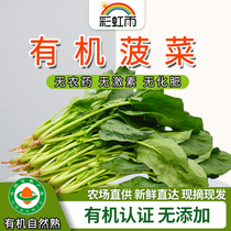 Beijing-Tianjin-Hebei fresh organic vegetables small spinach 250g rainbow rain farm distribution