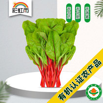 Organic Vegetables Freshly Picked Fresh Beetroot Leaves 250g Rainbow Rain Beijing Farm