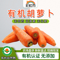 Rainbow Rain Base Direct Supply Organic Vegetables Carrots 500g Beijing-Tianjin-Hebei