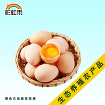 Full of 100 Rainbow Rainbow Rain Park free fresh soil eggs chickenswood chicken Reed eggs 10 pieces