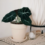 DOLV Фасоль Зеленый Черный Лебедь Алоказия Nordic ins Зеленое растение Теневыносливое растение Настольное растение Горшечное растение Бархатная текстура