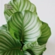 S Зеленое яблоко 𬞟Фруктовая маранта (только растение), простой пластиковый горшок