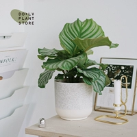 S Green Apple 𬞟фрукты+горшок из снега Боливии (доставка после посадки)