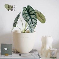 Алоказия White Rhino + крем-абрикос из яичной скорлупы (посажены и отправлены)