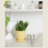 DOLV Фасоль Зеленая Ланонг Лотос Орхидея Коротколистная Пномпень Сансевиерия Комнатная атмосфера Домашние горшечные теневыносливые растения