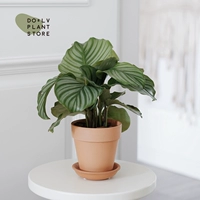 S зеленое яблоко 𬞟фрукты+керамика терракотовая (доставка после посадки)