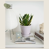 DOLV Фасоль Зеленая Ланонг Лотос Орхидея Коротколистная Пномпень Сансевиерия Комнатная атмосфера Домашние горшечные теневыносливые растения