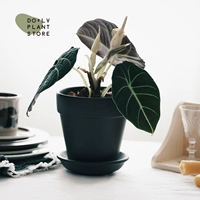 Алоказия Черного Лебедя + Керамика Вефиля (Черный Обсидиан)