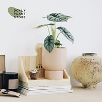 Калла белого носорога + порошок Nefun-S Nordic (посажен и отправлен)