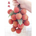 高州根子荔枝