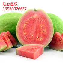 Crispy red heart guava Red meat guava grafted seedlings Four seasons guava can be potted fruit trees born that year