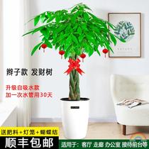 Housewarming new home gifts green plant fortune tree living room large potted real tree step by step is suitable for living room placement