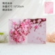 Peach Blossom