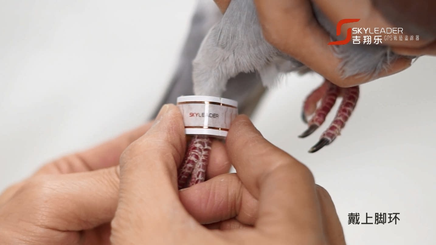 Jixiang music track tracker pigeon pigeon GPS minimum and lightest smart foot ring