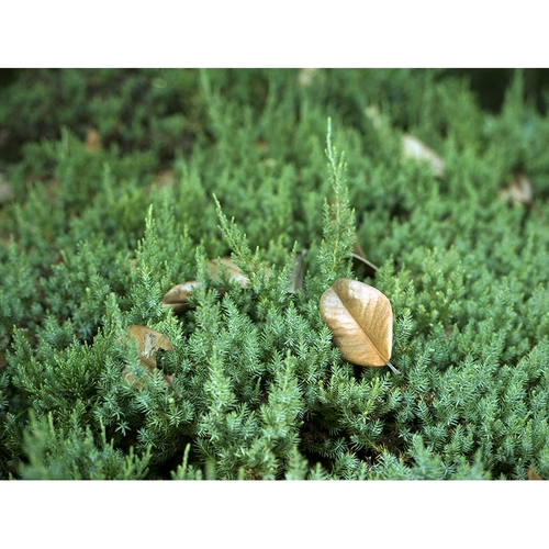 Живопись героем ECN-2 фильма фильма «Берез