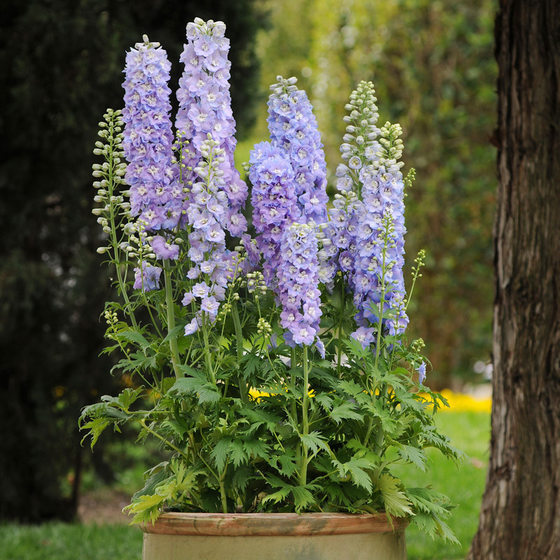 Imported large-flowered delphinium seeds, four-season spring sowing flowers and grass, easy to grow indoor potted garden flower seeds, rapeseed