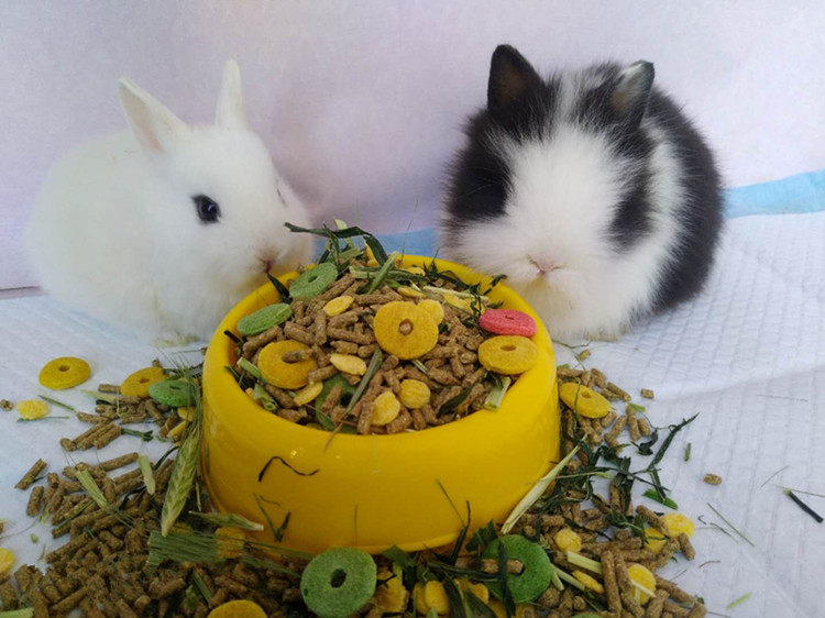 Farm self-matched rabbit grain guinea pig Dutch pig hamster grain healthy nutrition meme anti-cocks deodorize four catties