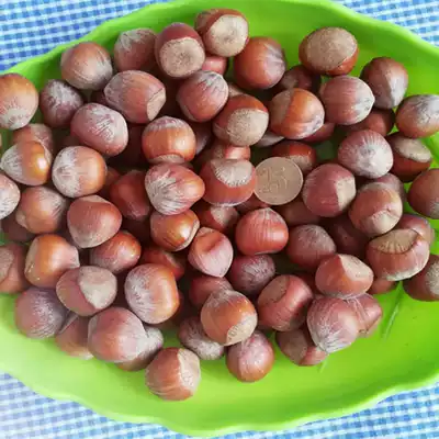 (New) raw American hazelnut northeast specialty nut kernels full shell less fresh nuts