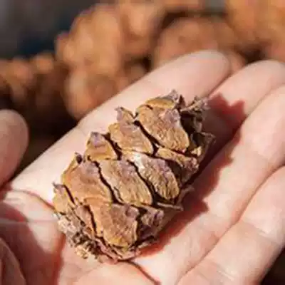 New goods]] Origin of delivery (raw) Masson pagoda pagoda pet food squirrel parrot has a large number