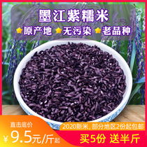 2022 Yunnan Purple Glutinous Rice Inkanjiang Purple Rice New Rice Zhengzong Blood Sticky Rice Black Rice Glutinous Rice Bulk Bread Toast