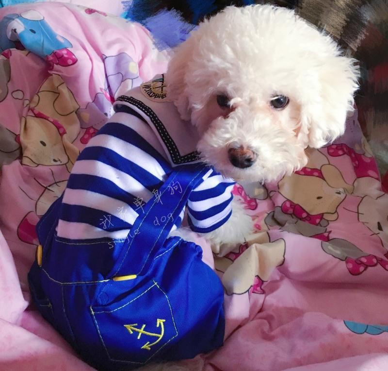 Teddy quần áo mùa xuân và mùa thu thú cưng mùa xuân quần áo bốn chân cún con hơn gấu con chó quần áo mèo quần áo mèo quần áo phần mỏng - Quần áo & phụ kiện thú cưng 	áo váy cho mèo