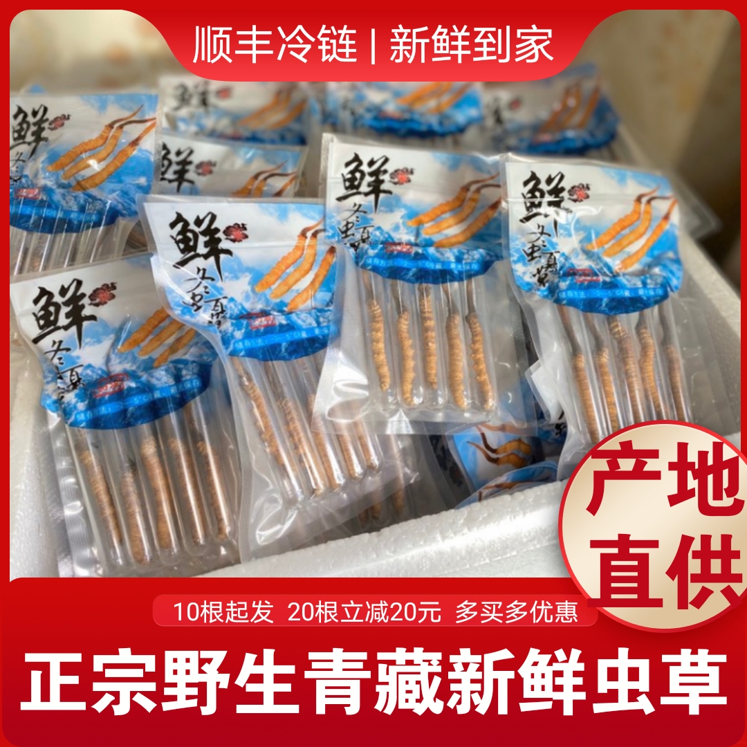 Authentic Qinghai Yushu Tibet Naqu high altitude wild first stage fresh Cordyceps pure dry brush gift box