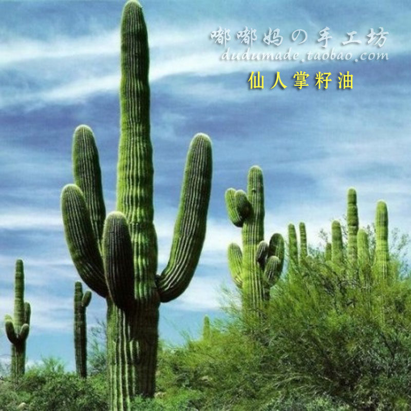 Special Y02 Aromatherapy Base Oil Cactus Seed Oil Morocco Imports