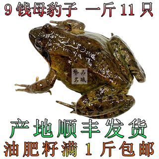 9 coins 11 pieces 1Jin [Jin is equal to 0.5 kg] Northeastern live wood frog, snow toad, toad oil, Changbai Mountain toad female leopard, SF fresh preservation