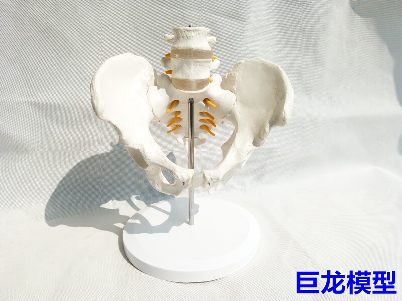 自然大骨盆带二节腰椎模型 盆骨模型 骨骼模型人体骨骼模型