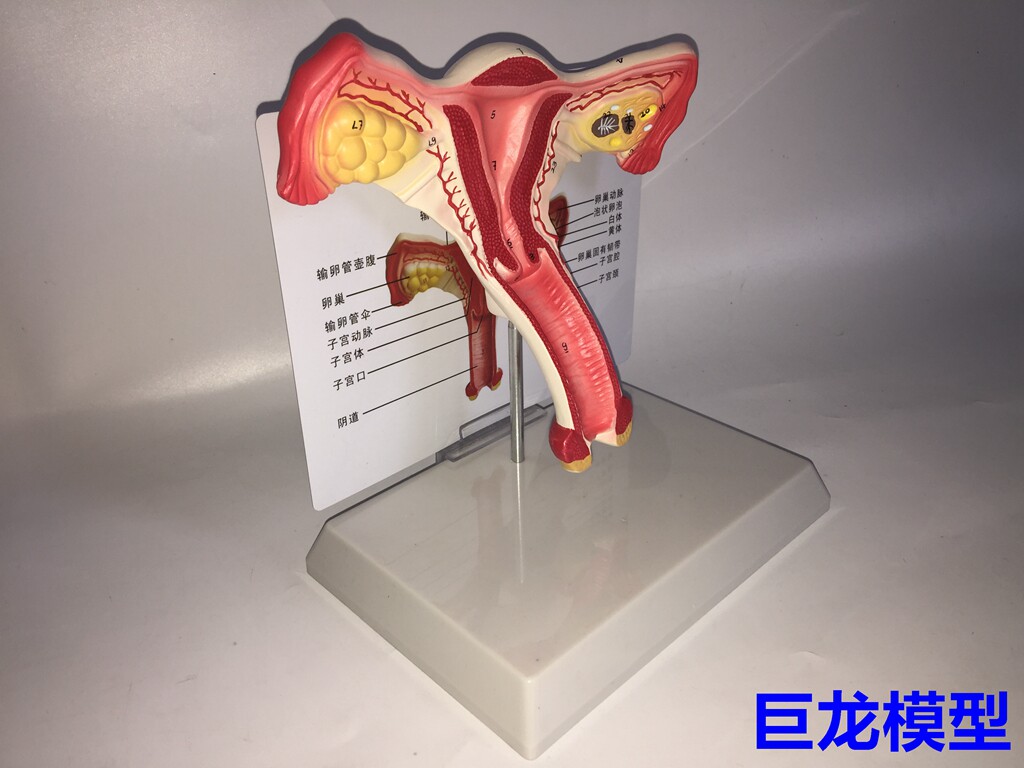 子宫模型 生殖器解剖模型 计划生育示教模型 教用医用 解剖模型