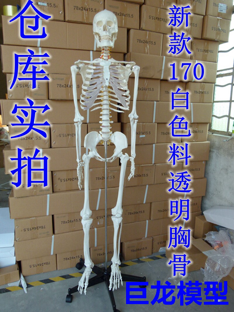 新款美术艺用医用标准的170cm人体大骨骼模型 骷髅骨架标本