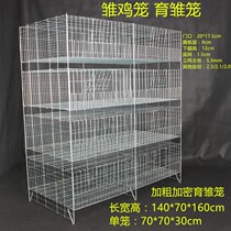 zhi ang quality xiao ji long chicks yu chu long laying hens yu chu long 1 4 meters long chicks xiao ji long