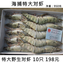 Sea catch extra large prawns high-grade fresh prawns oversized 5 a catty and two catties