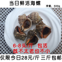 On the same day live conch wild conch a catty 5-9 spot shellfish snail 100 yuan 4kg