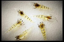 Simulated 5cm with fishy taste primary color fake shrimp simulation shrimp 1 yuan 1 Luya fake shrimp soft bait soft