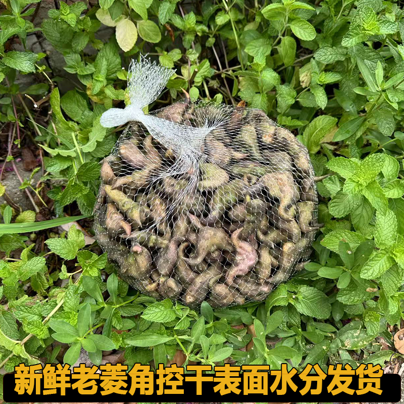 嫩红菱角：湖北洪湖特产，顺丰包邮，尝鲜就现在！🍉