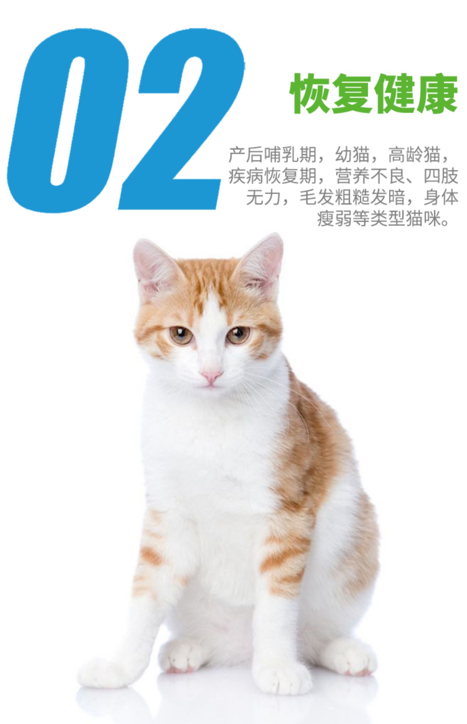 Pailand petland pet mèo dinh dưỡng kem bổ sung bảo vệ mắt làm đẹp để tăng cường miễn dịch thể chất 75g - Cat / Dog Health bổ sung Sữa cho chó con mất mẹ