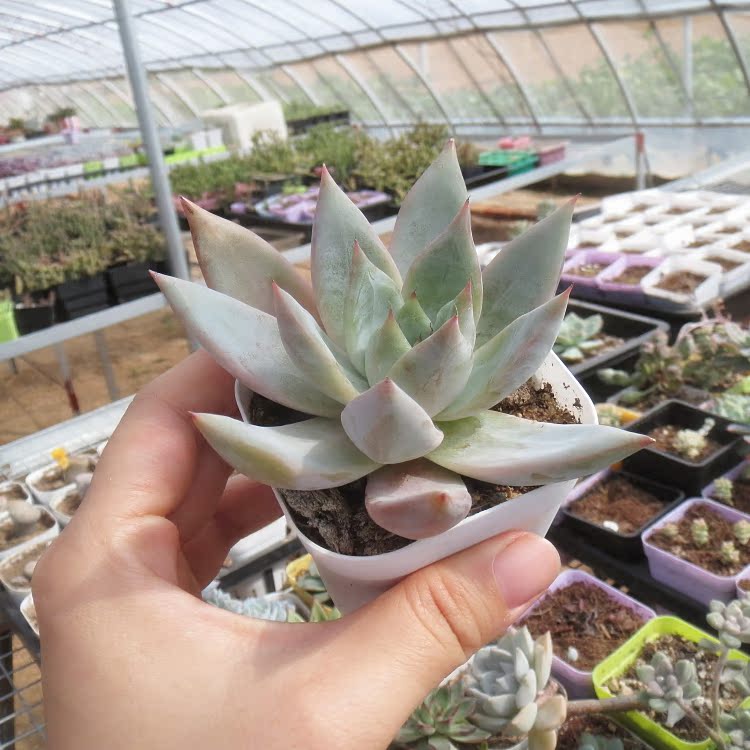 新品 多肉植物 30粒 ハオルチア 花車種子 セール特別価格 ハオルチア